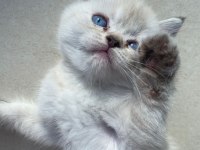 3 Aylık blue point british shorthair inci tanemiz