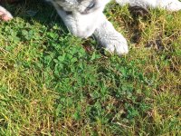 Husky Sibirya Kurdu