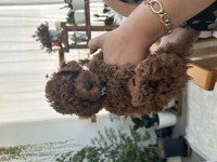 Erkek bebek toy poodle