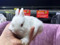 CÜCE TAVŞANLAR NETHERLAND DWARF YAVRULARIMIZ