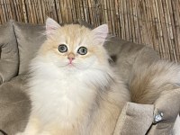 Anne Baba Şecereli NY12 British Longhair Dişi