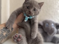 British Shorthair Lilac Rengi
