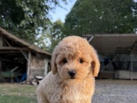 SÜTLÜ KAHVELİ MALTİPOO OĞLUMUZ