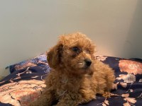 Toy poodle dişi