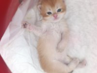 Güzel golden bebek kediler