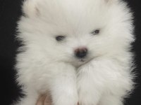 Pomeranian Boo