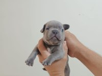 Rezerveye açık french bulldog yavrular