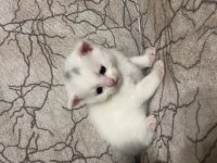 Scottish fold yavrularımız sahiplendirilecektir