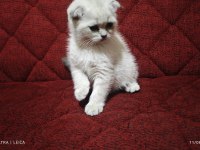 Mama karşılığı yavru scottish fold