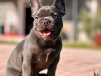 French Bulldog Yavruları ÇİFTLİKTEN