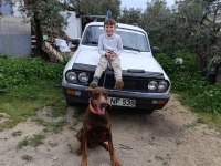 A Kalite King Doberman Yavruları Hazır
