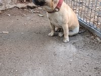 Yetişkin Erkek French Bulldog