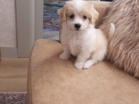 Sevimli maltipoo yavrumuz