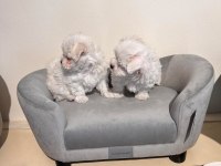 Morkie bebeklerim 2 kg