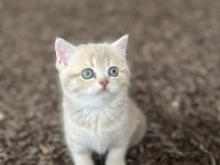 Golden NY11-NY12British Shorthair Yavrular