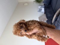 Toy Poodle 3 aylık