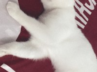 Oyun sever british shorthair