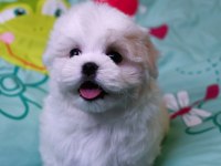 KOREA MALTESE YAVRULARIMIZ