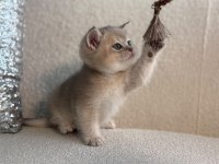 IRK VE SAĞLIK GARANTİLİ BLUE GOLDEN KEDİLERİMİZ