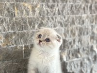 SCOTTISH FOLD SAFKAN YAVRULARIM 
