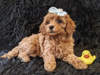 Peluş Bir Poodle Kız