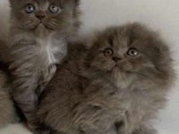 Scottish fold longhair kedimiz uygun
