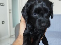 Sarı ve siyah bebek köpekler