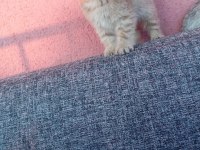Uygun bayram şekerleri kediler