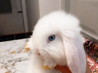 1 AYLIK ORİJİNAL HOLLANDA LOP TAVŞANLARIMIZ