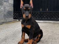 Estetikli 2 Aylık Fırtına Gibi Fırlama Doberman Yavrular