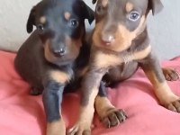 Sağlıklı Siyah Ve kızıl Doberman Yavrularımız