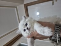 Safkan british longhair ve fold yavrular