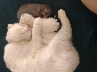Güzel kızım yeni yuvasını bekliyor scottish fold