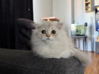 Rusya Kanı Scottish Fold Longhair Erkek Yavrumuz