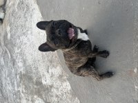 French Bulldog Oğluma Eşleşmesi İçin Dişi Arıyorum