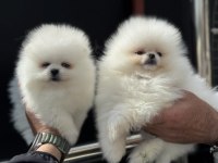 Anlarada Yasal Ruhsatlı Çiftlikden Pomeranian