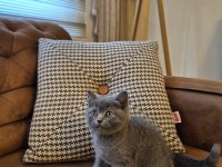 Oyuncu Ayı Surat British Shorthair