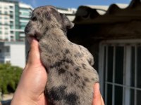 French bulldog yavru bebek