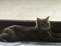 Eşyalarıyla beraber british golden black