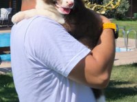 Birinci Sınıf Safkan Border Collie Yavruları 