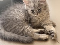 Scottish Fold Mersin 2 Aylık