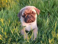 Pug mobs yavrular