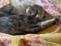 Acil kedi