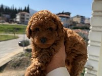 Toy Poodle Yavrularımız Ömürlük Aileleri Bekliyor
