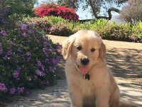 Baby face suratlı golden retriever yavrularımız