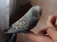 Ele gelen muhabbet kuşu erkek