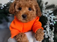 Full Safkan Toy Poodle yavruları Teslime Hazır 