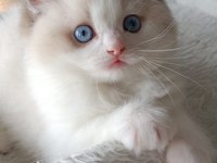 ŞECERELİ ANNE VE BABADAN SAFKAN RAGDOLL ERKEK YAVRU