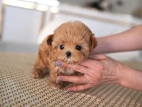 IRK GARANTİLİ SAFKAN POODLE BEBEKLERİM