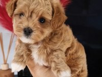 Maltipoo Yavrularımız
